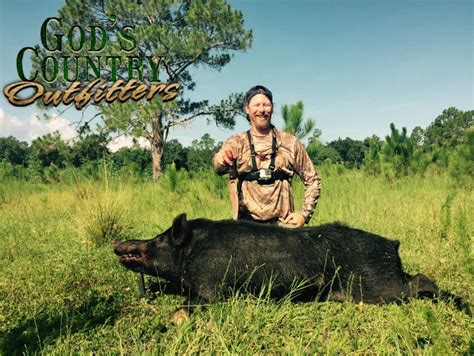 cheap florida meat hog hunts